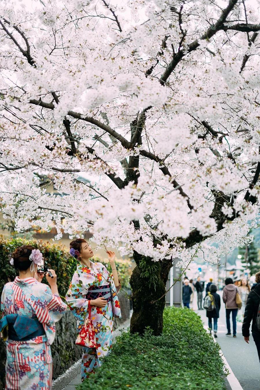 cherry blossom season in Tokyo