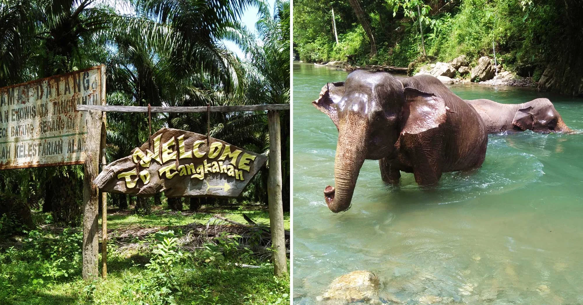 Ekowisata Tangkahan Sumatera Utara