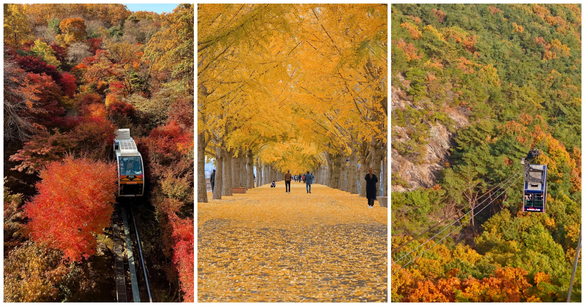 Here Are The 5 Most Beautiful Places In Korea To See Beautiful Fall Trees (Just Like Nami Island!)