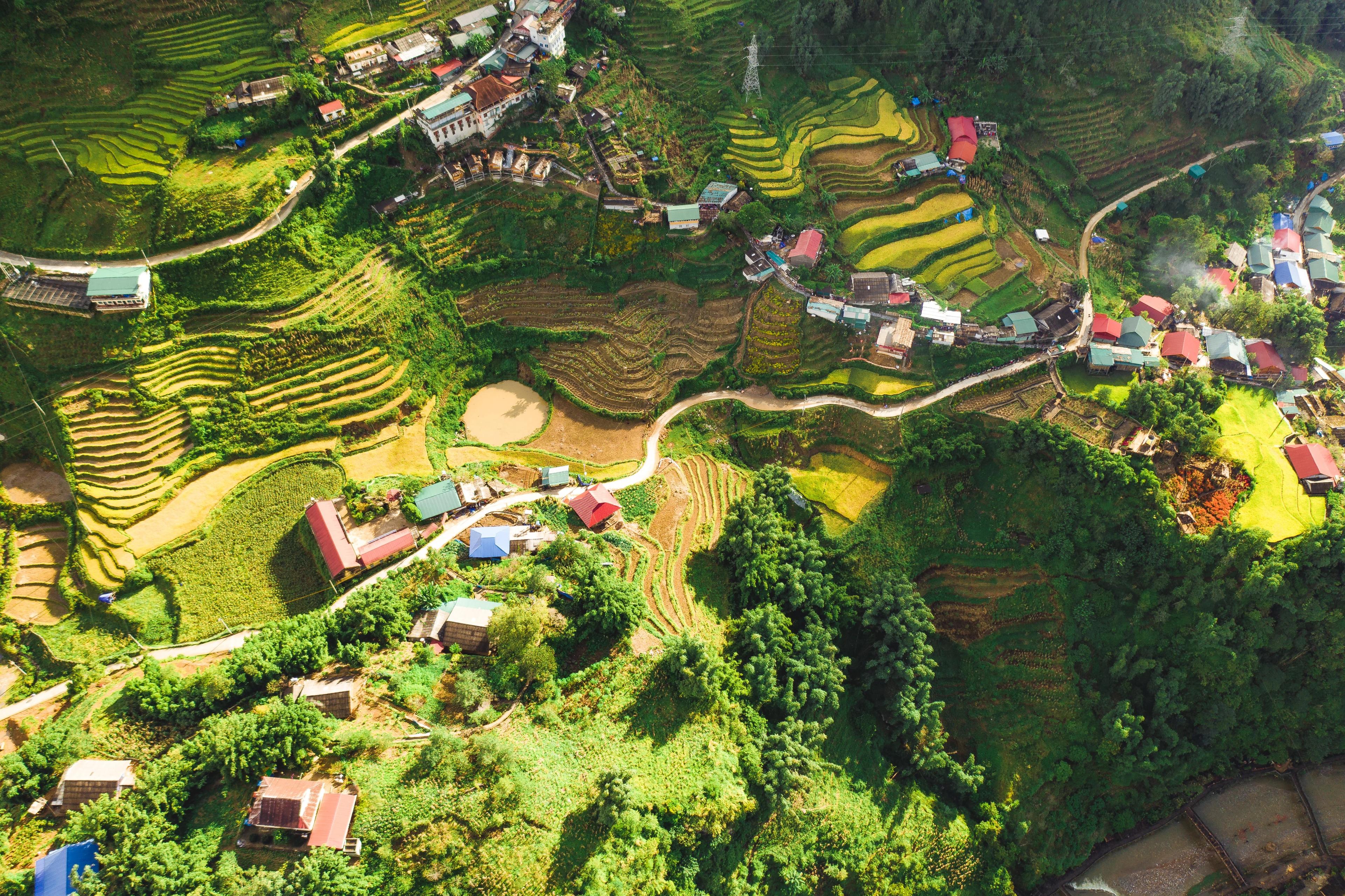 Ricefields of Vietnam