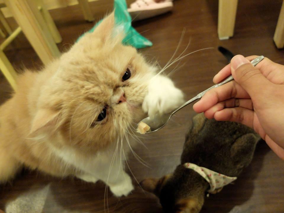 Cat Cafe Cats' Playground Feeding Flat Faced Persian Myeongdong Korea