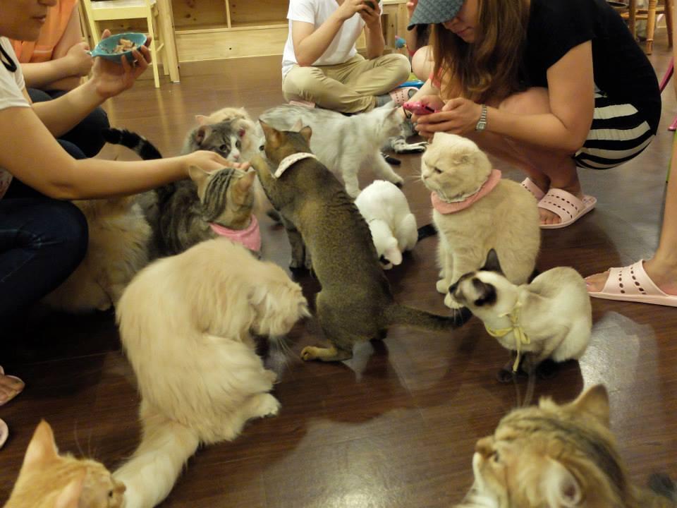 Cat Cafe Cats' Playground Feeding Myeongdong Korea