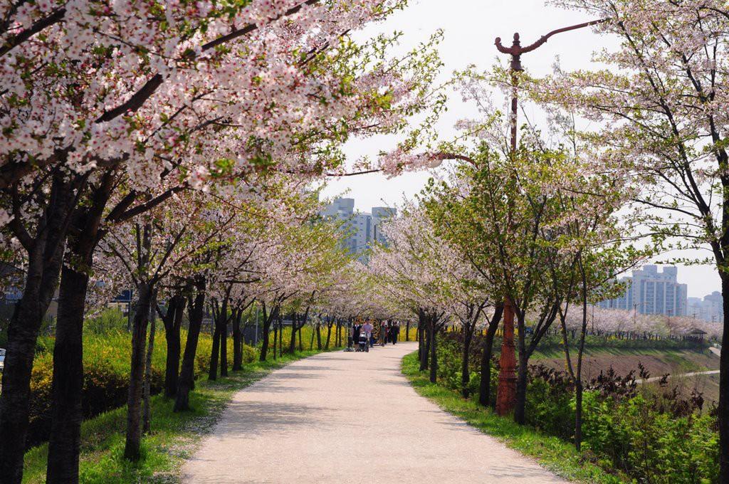 korea cherry blossoms gyeonggido anyangcheon path