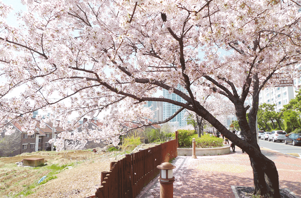 korea-cherry-blossoms-busan-haeundae-beach-dalmaji-street