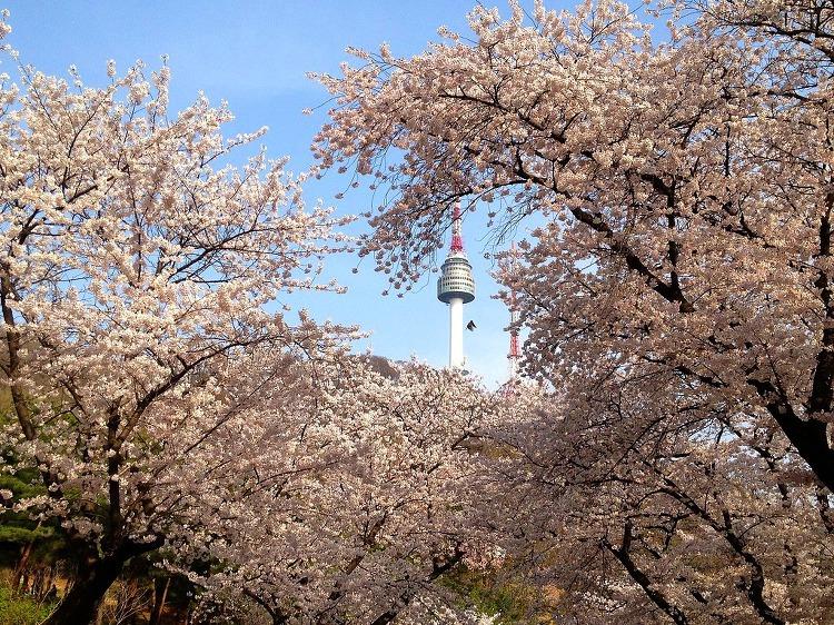 korea cherry blossoms seoul namsan tower