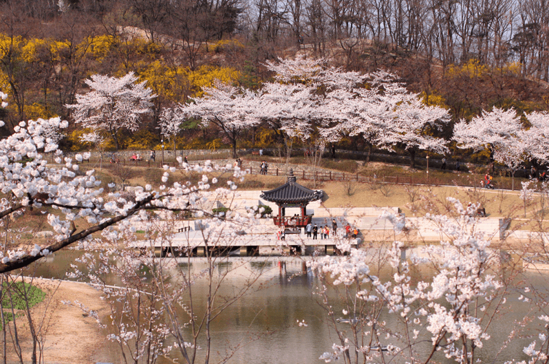 korea cherry blossoms seoul dream forest gangbukgu pavilion