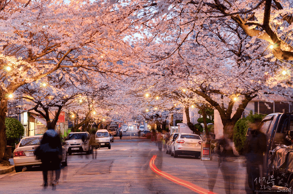 korea-cherry-blossoms-busan-namcheondong-samik-apartment-night