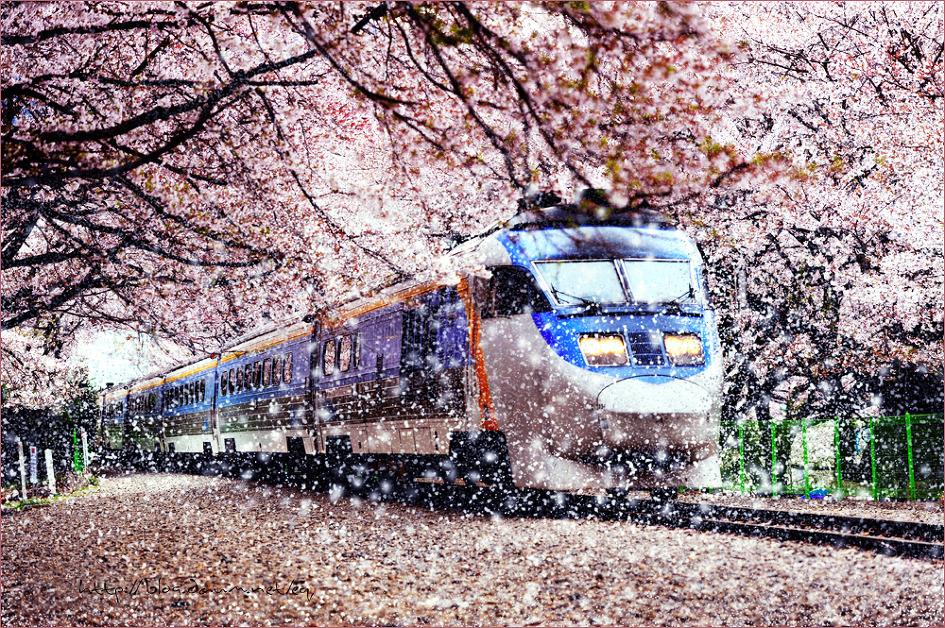 korea cherry blossoms festival jinhae gunhangjye train petals