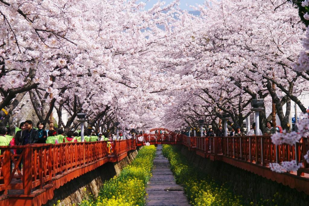 korea cherry blossoms jinhae cherry blossom festival bridge