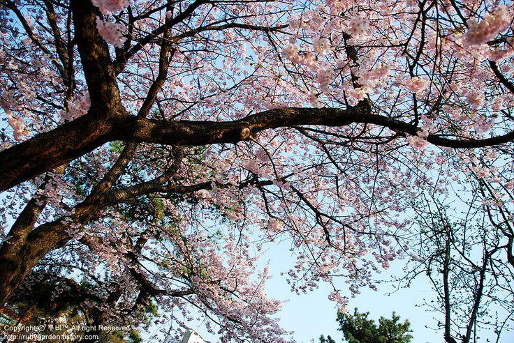 korea cherry blossoms gyeongju closeup