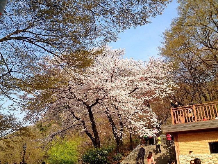 korea cherry blossoms seoul namsan tower 2
