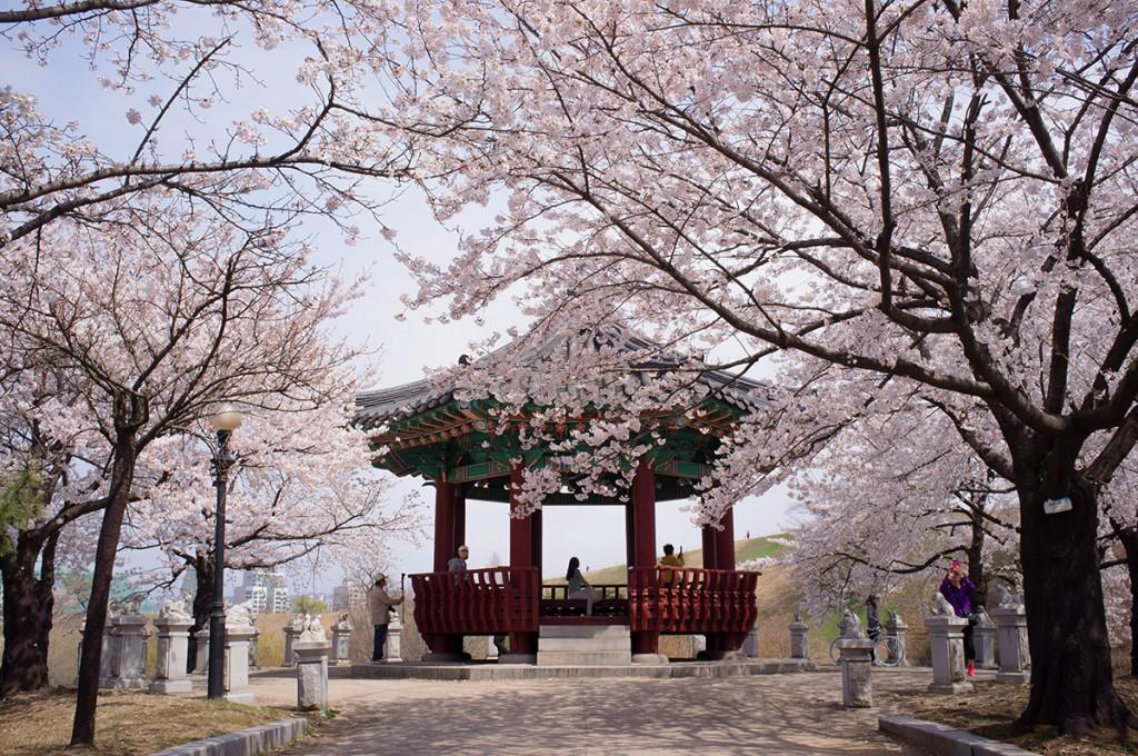 korea cherry blossoms festival seoul olympic park jamsil