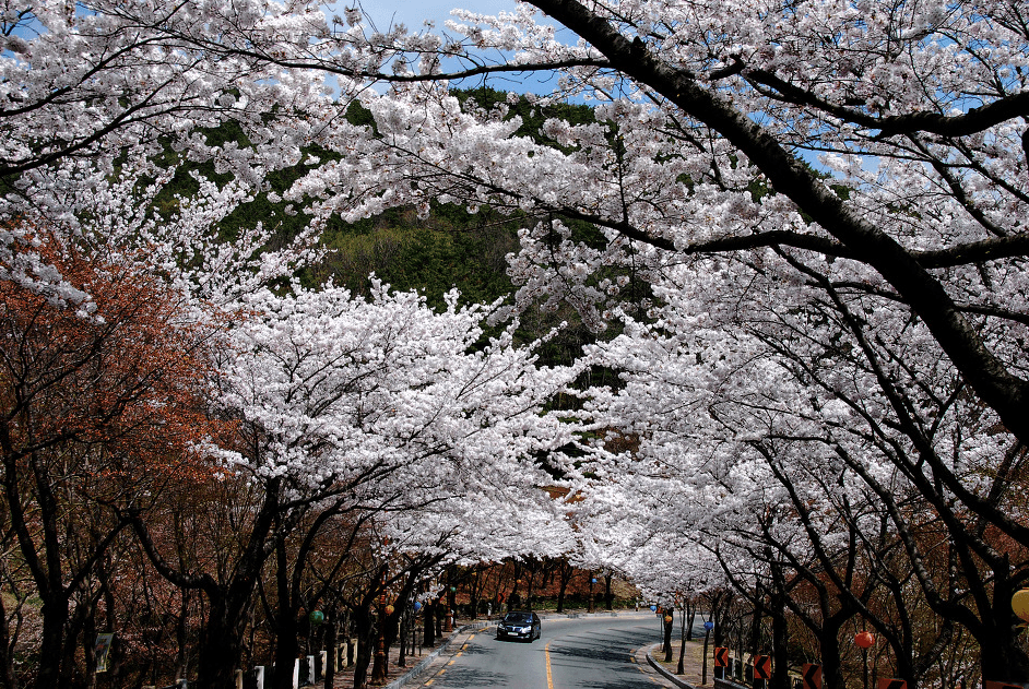 korea cherry blossoms festival daegu palgongsan mountain road