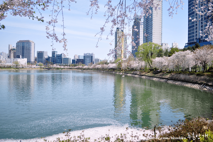 korea cherry blossoms festival seoul seokchon lake jamsil