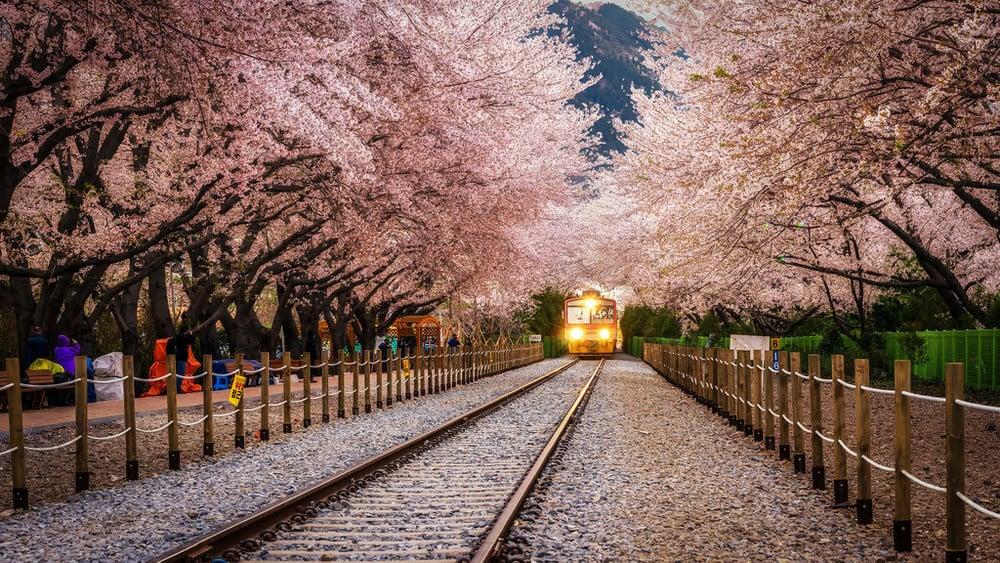 korea cherry blossoms festival jinhae gunhangjye train tracks