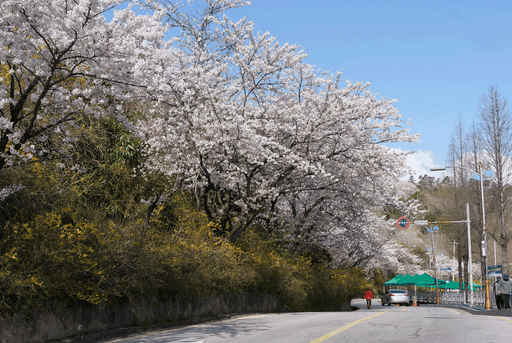 korea-cherry-blossoms-jeollanamdo-mokpo-yudalsan-mountain