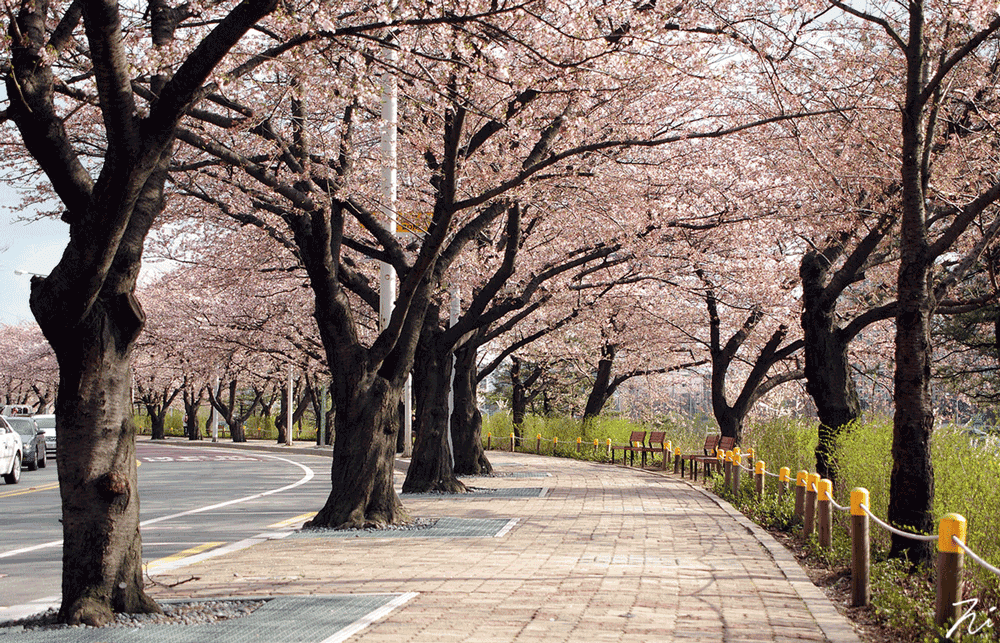 korea-cherry-blossoms-festival-seoul-yeouido-yungjungro-tunnel