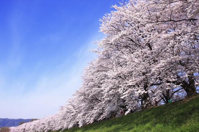 korea cherry blossoms festival seoul yeouido hangang