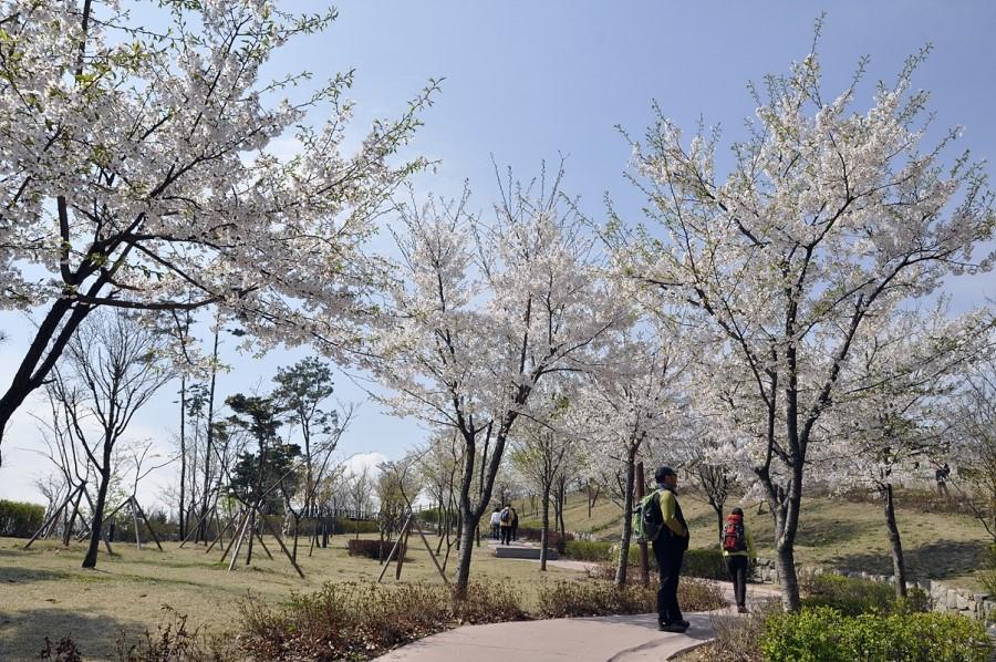 korea cherry blossoms seoul inwangsan mountain gyeongbukgung park