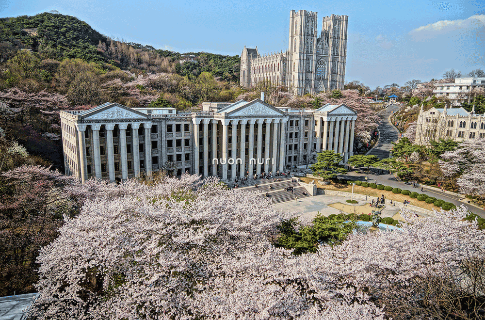 korea-cherry-blossoms-seoul-kyunghee-university