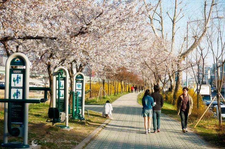 korea cherry blossoms seoul geumcheongu park