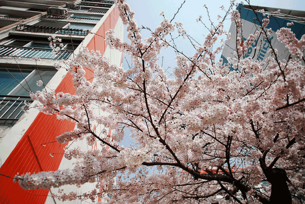 korea-cherry-blossoms-busan-namcheondong-samik-apartment-
