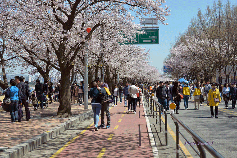 korea-cherry-blossoms-festival-seoul-yeouido-hangang-2
