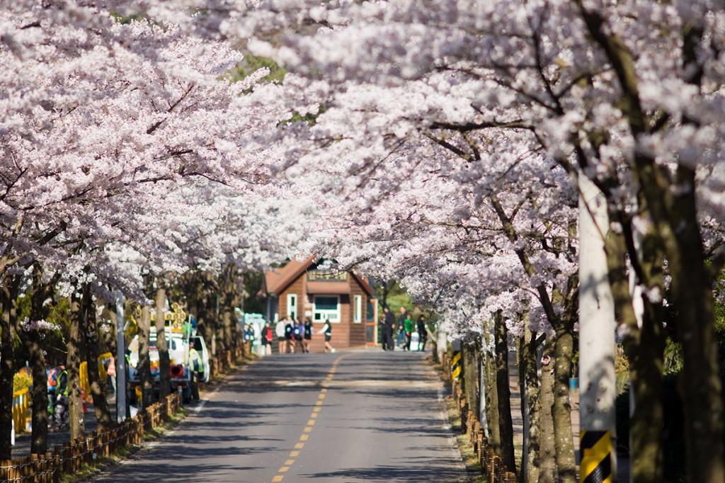 korea cherry blossoms jeju island 2