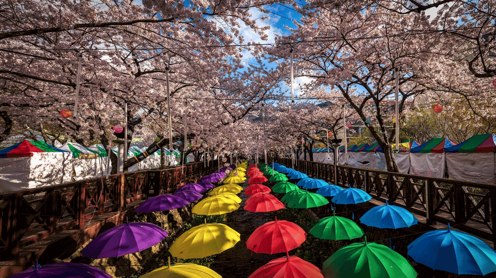 korea-cherry-blossoms-festival-jinhae-umbrellas