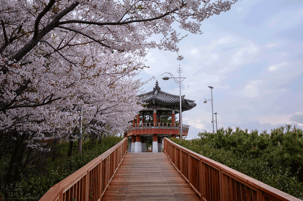 korea-cherry-blossoms-busan-haeundae-dalmaji-road-pavilion