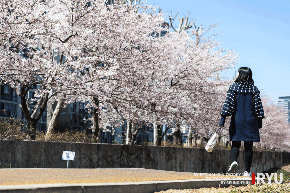 korea-cherry-blossoms-gyeonggido-anyangcheon-road