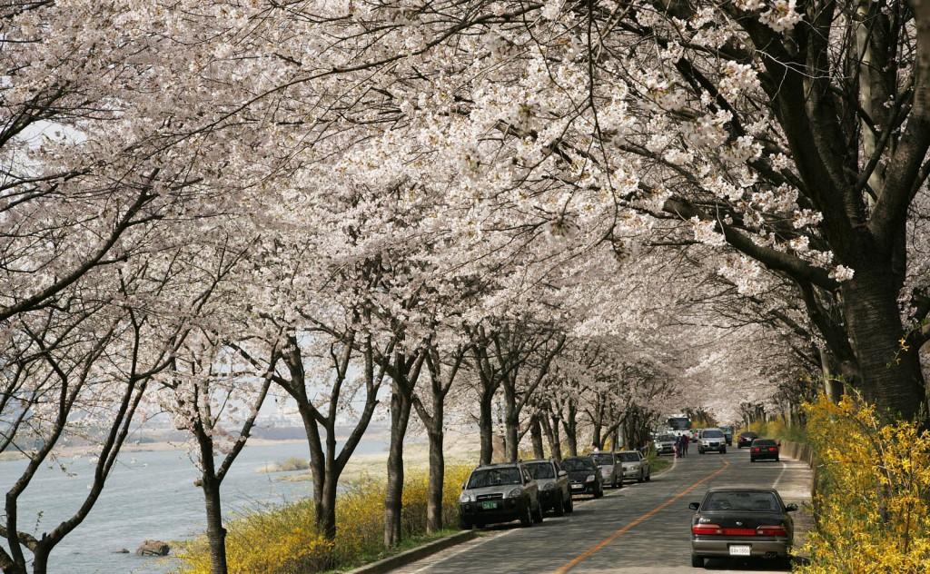 korea cherry blossoms festival jeollanamdo seomjingang river
