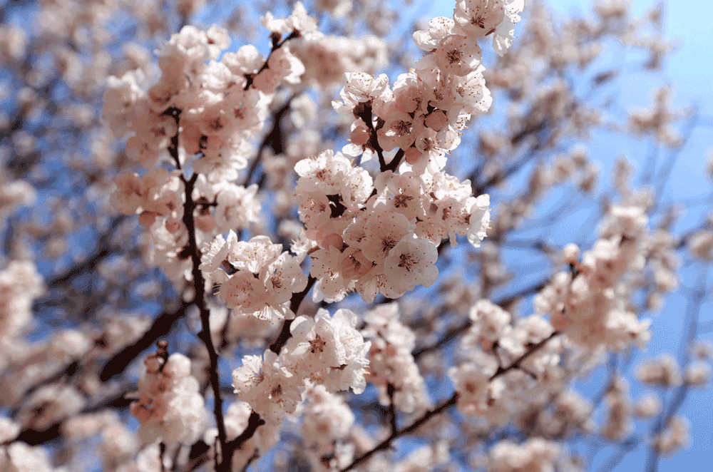 korea-cherry-blossoms-seodonggu-seoul-forest-closeup