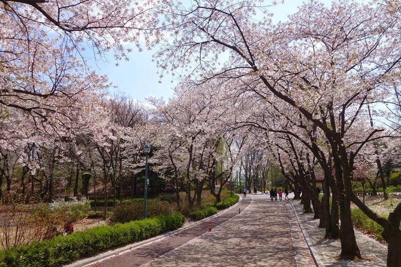 korea cherry blossoms seoul gwangjingu childrens grand park