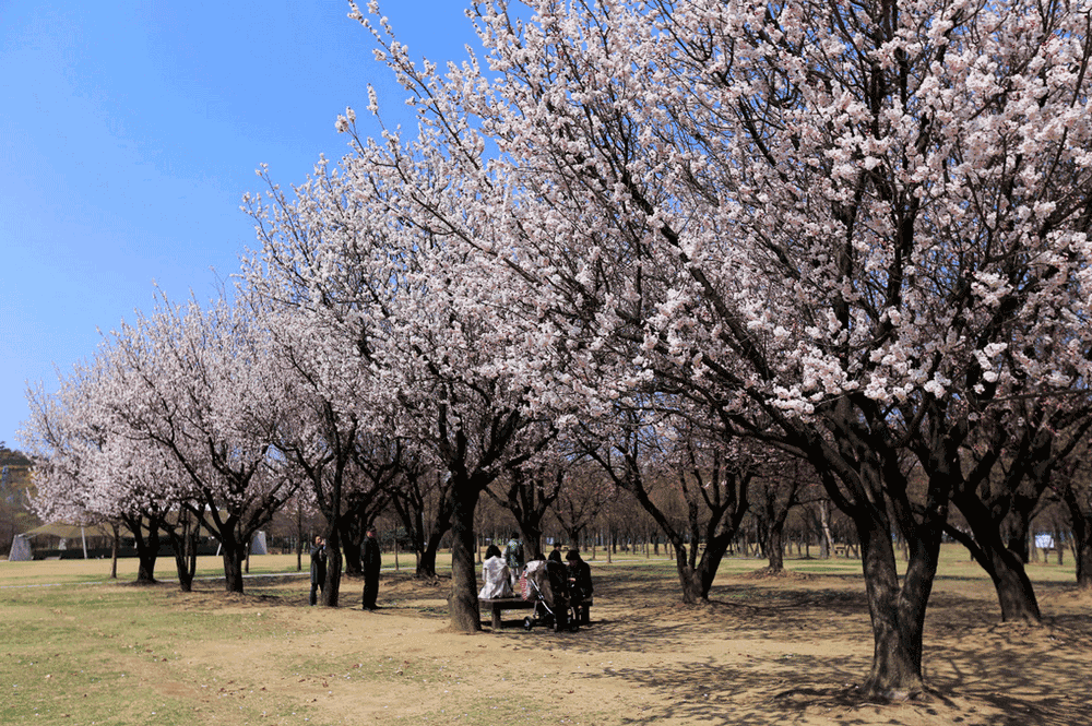 korea-cherry-blossoms-seodonggu-seoul-forest-picnic