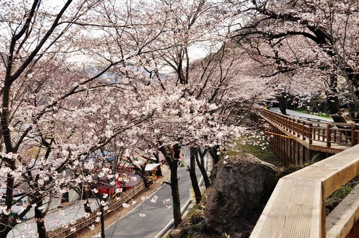 korea cherry blossoms hwagae hadong 2
