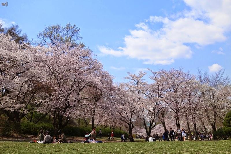 korea cherry blossoms seoul gwangjingu childrens grand park picnic