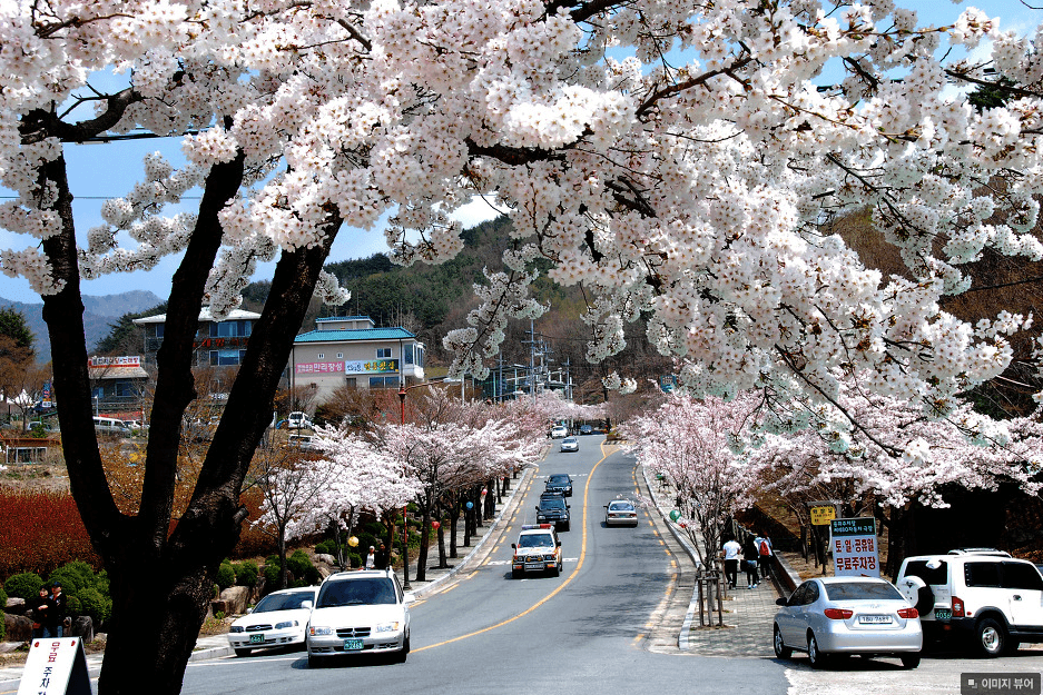 korea cherry blossoms festival daegu palgongsan mountain