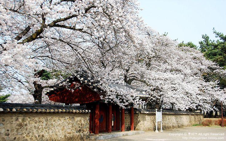 korea cherry blossoms gyeongju temple
