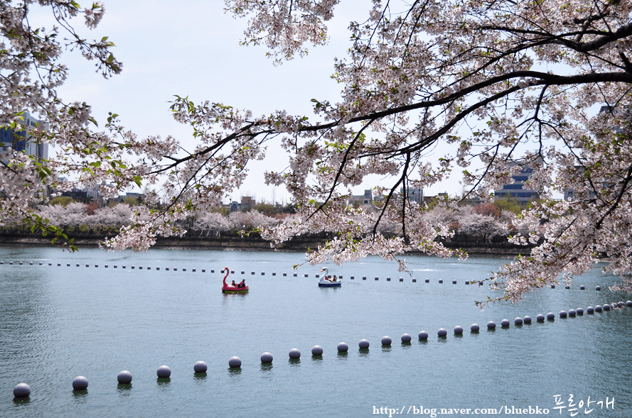 korea cherry blossoms festival seoul seokchon lake jamsil 2