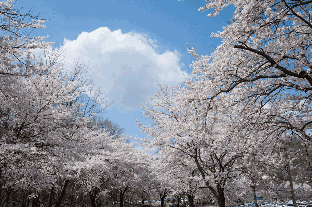 korea-cherry-blossoms-festival-chungcheongnam-gyeryeongsan-national-park-mountain