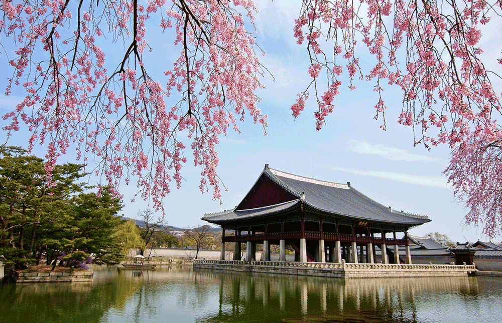 korea-cherry-blossoms-seoul-gyeongbukgung-palace
