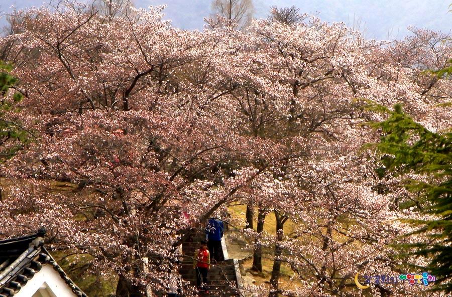 korea cherry blossoms gyeongju bulguksa
