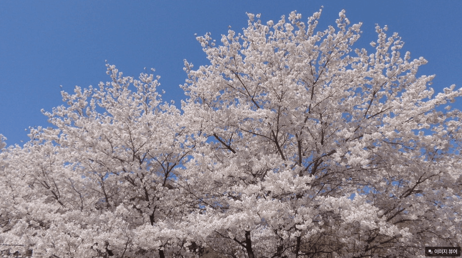 korea cherry blossoms seoul inwangsan mountain gyeongbukgung sky view