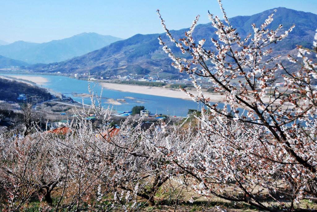 korea cherry blossoms hwagae hadong