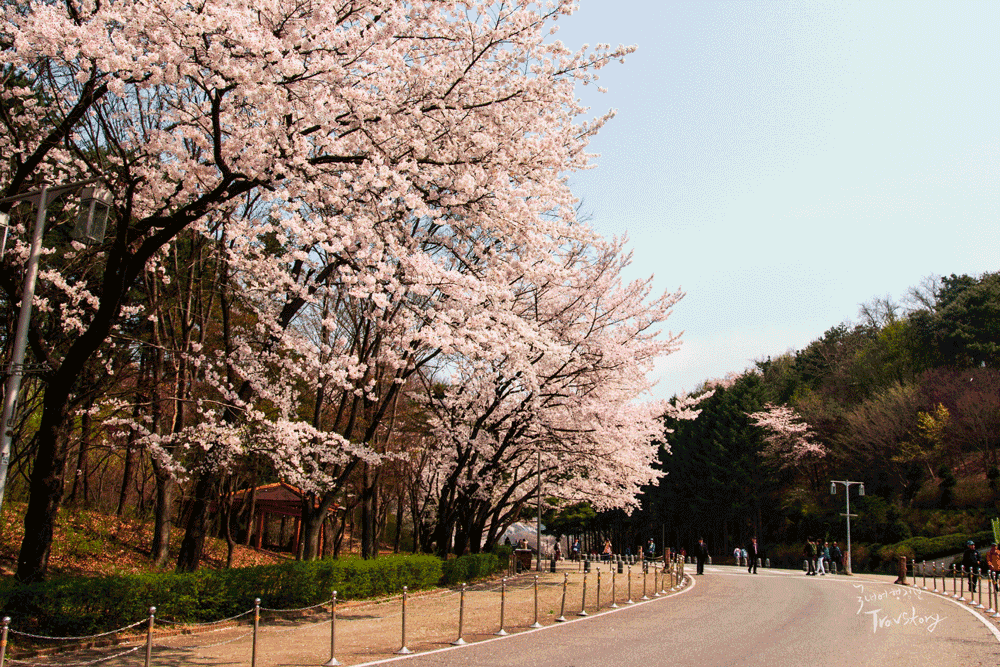 korea-cherry-blossoms-seoul-grand-park-1