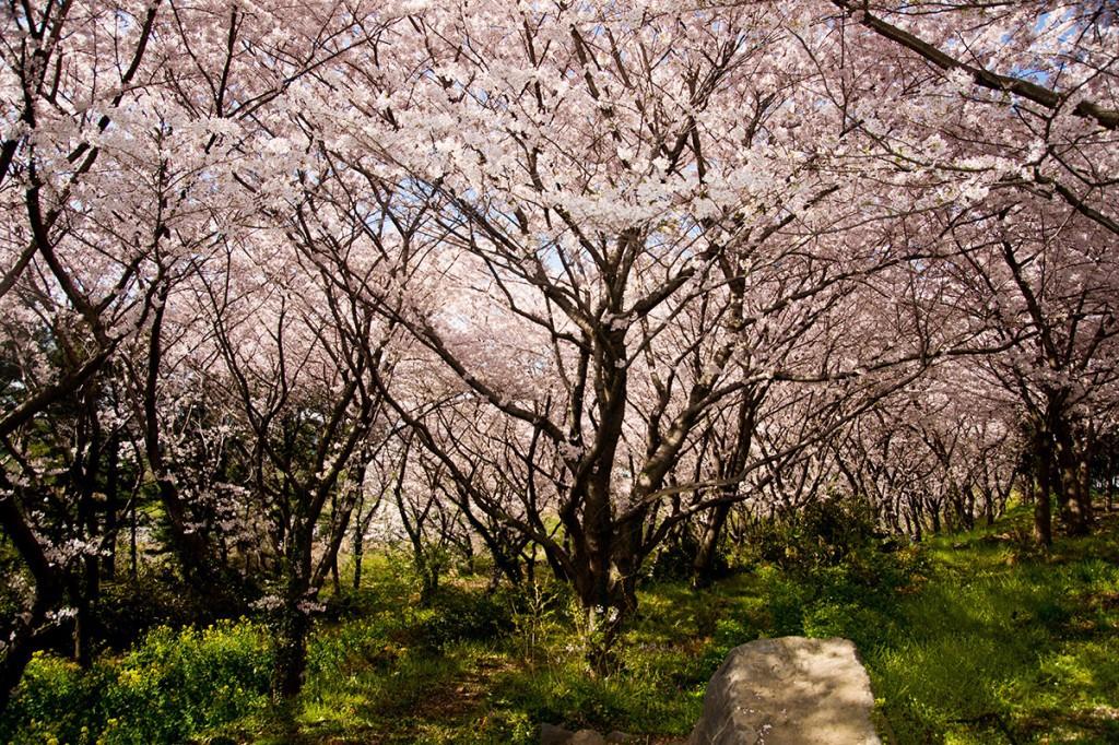 korea cherry blossoms jeju island 1