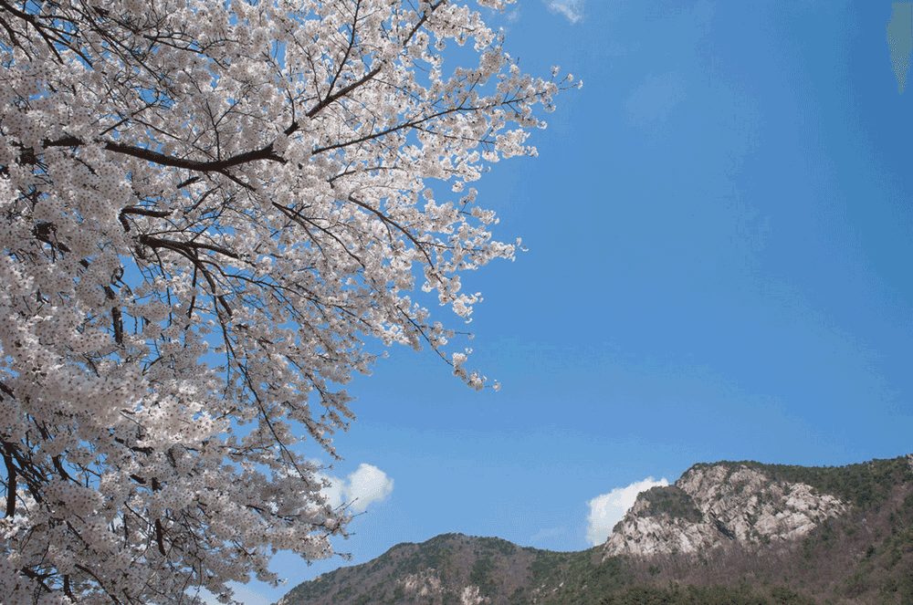 korea-cherry-blossoms-festival-chungcheongnam-gyeryeongsan-national-park-mountain-2