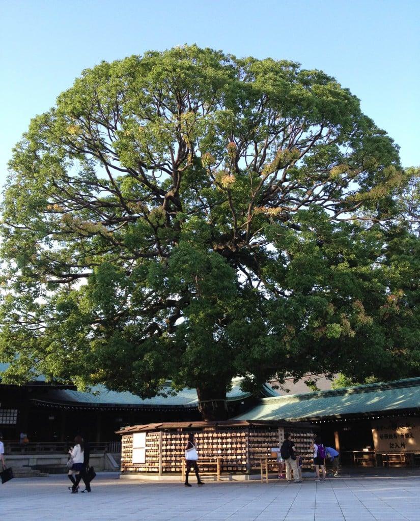 Meiji-Shrine Harajuku