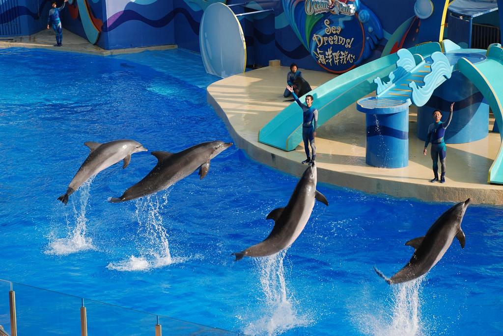 Hong Kong Ocean Park Dolphin Show HHWT